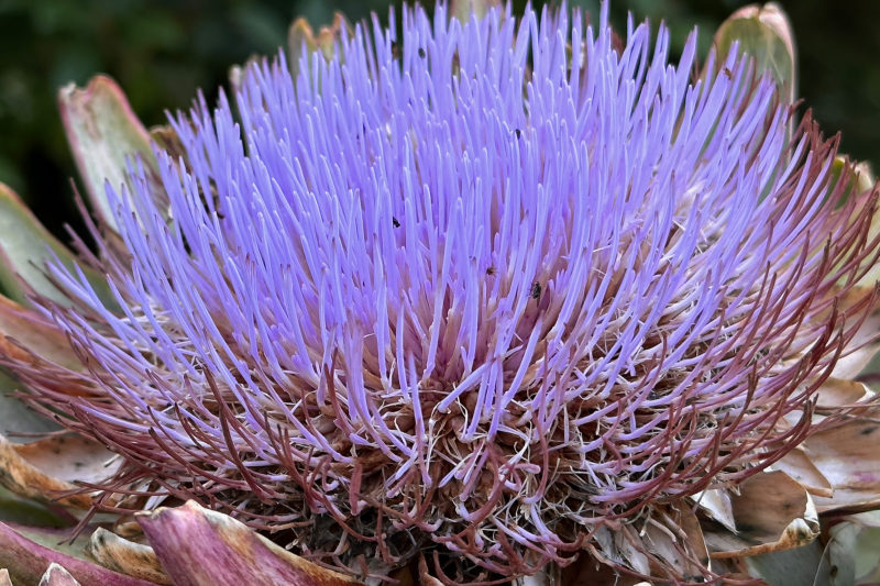 Artichoke