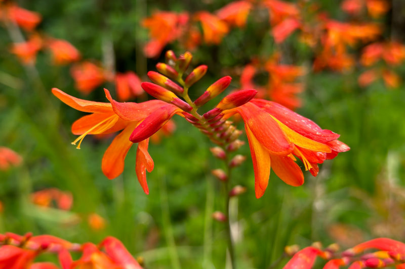 Crocosmia