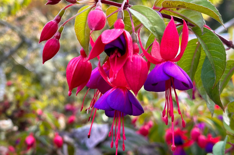 Fushia