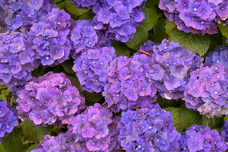 Hydrangea