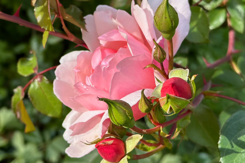 Light pink rose