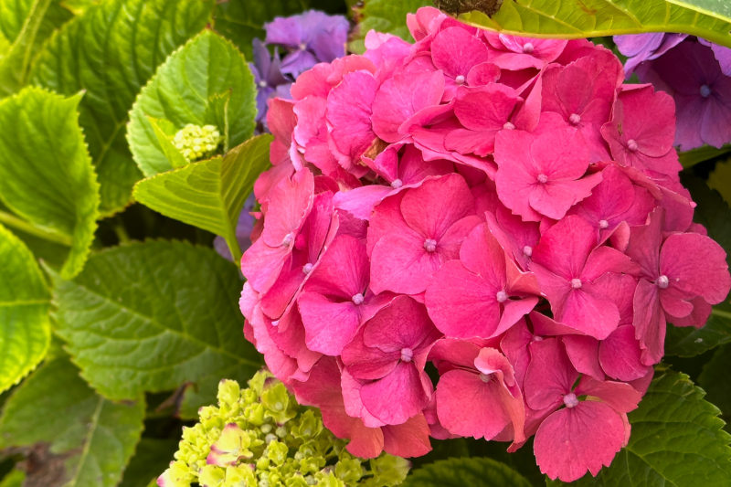 Pink Hydrangea