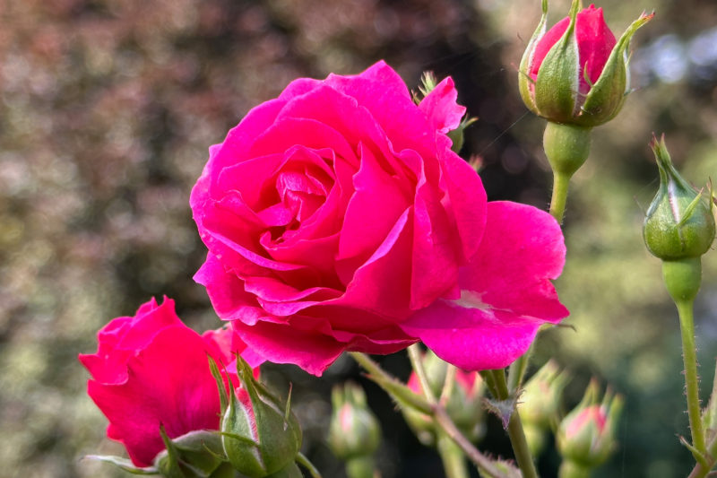 Red rose