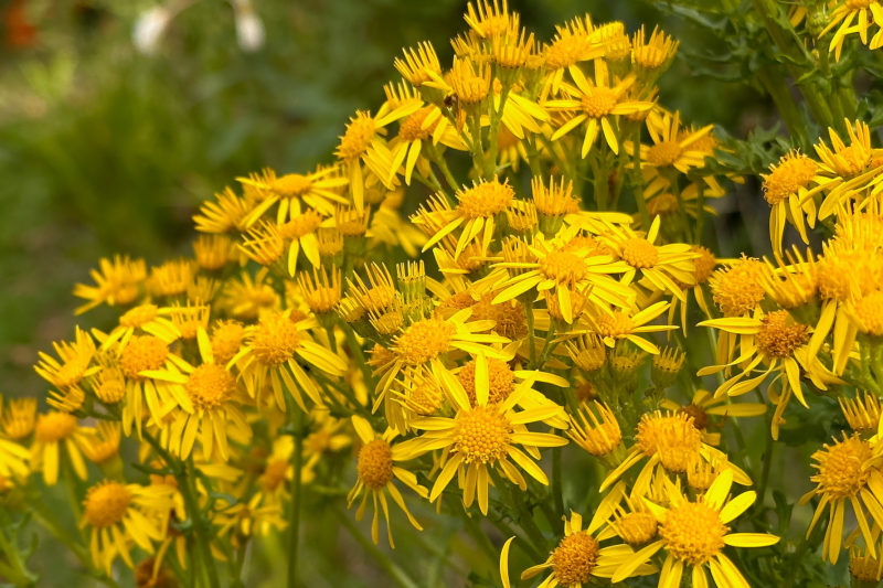 Tansy Ragwort