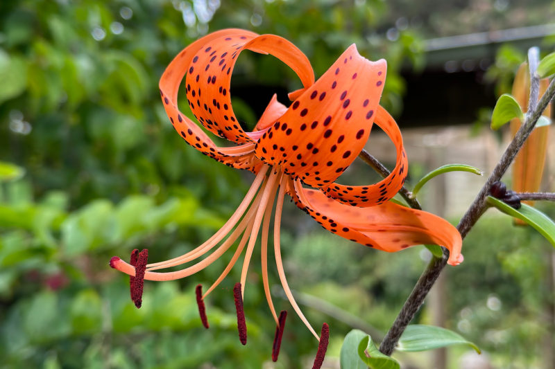 Tiger lilly